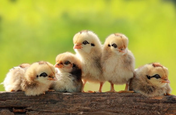 baby-chickens